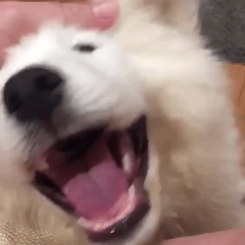 動物,犬,猫,しつけ,飼い方,育て方,病気,健康
