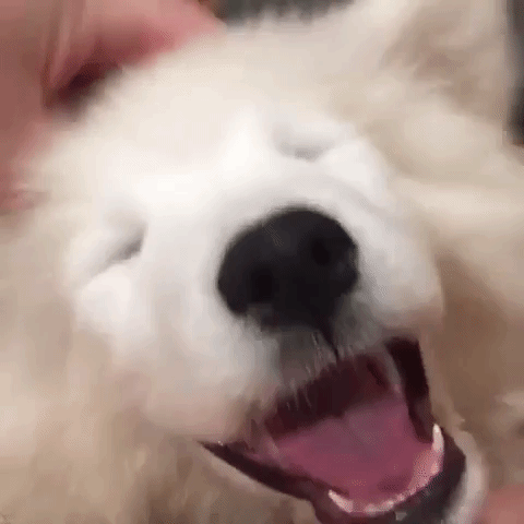 動物,犬,猫,しつけ,飼い方,育て方,病気,健康