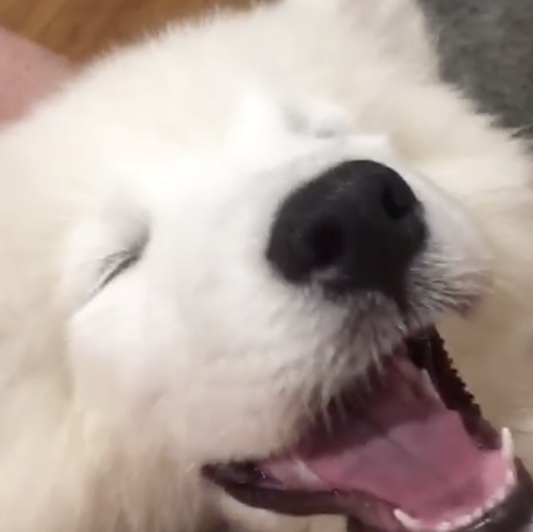 動物,犬,猫,しつけ,飼い方,育て方,病気,健康