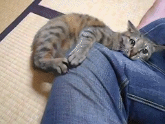 動物,犬,猫,しつけ,飼い方,育て方,病気,健康