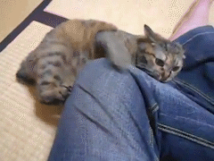 動物,犬,猫,しつけ,飼い方,育て方,病気,健康