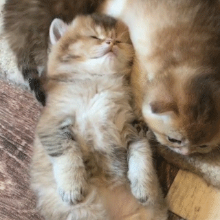 動物,犬,猫,しつけ,飼い方,育て方,病気,健康