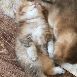 動物,犬,猫,しつけ,飼い方,育て方,病気,健康