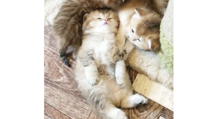 「なにがあっても起きないニャ」丸見えのお腹でゴロン♡ 安心しきった、無防備な寝姿にいやされる〜♪