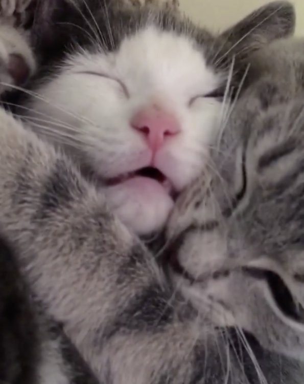 動物,犬,猫,しつけ,飼い方,育て方,病気,健康