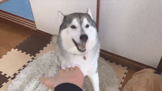 動物,犬,猫,しつけ,飼い方,育て方,病気,健康