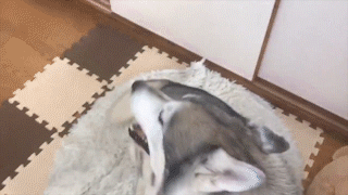 動物,犬,猫,しつけ,飼い方,育て方,病気,健康