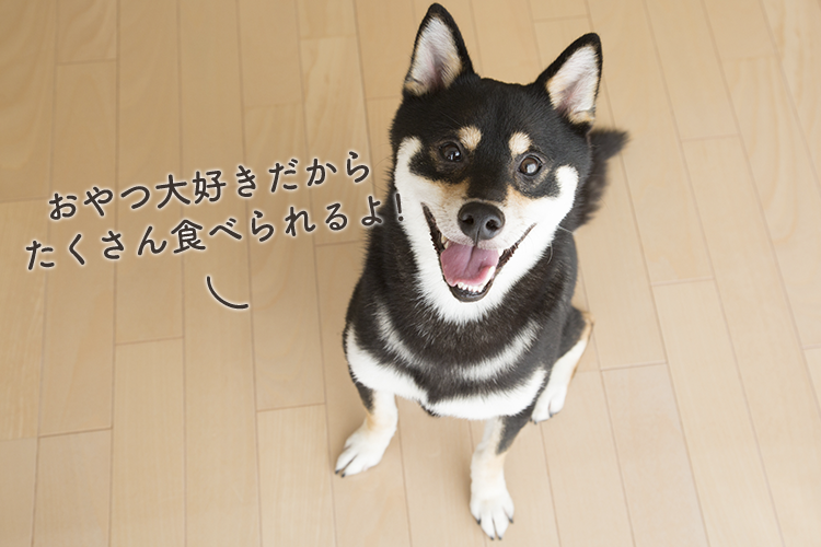 動物,犬,猫,しつけ,飼い方,育て方,病気,健康