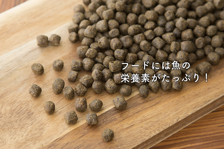 動物,犬,猫,しつけ,飼い方,育て方,病気,健康