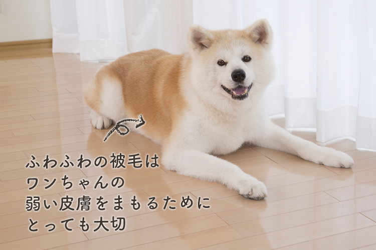 動物,犬,猫,しつけ,飼い方,育て方,病気,健康