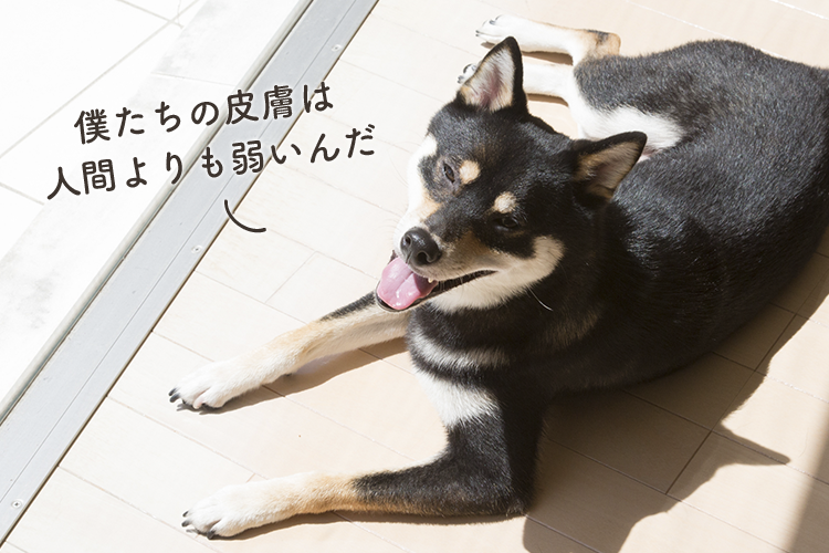 動物,犬,猫,しつけ,飼い方,育て方,病気,健康