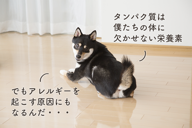 動物,犬,猫,しつけ,飼い方,育て方,病気,健康