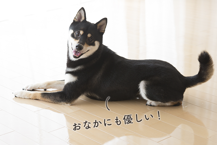 動物,犬,猫,しつけ,飼い方,育て方,病気,健康