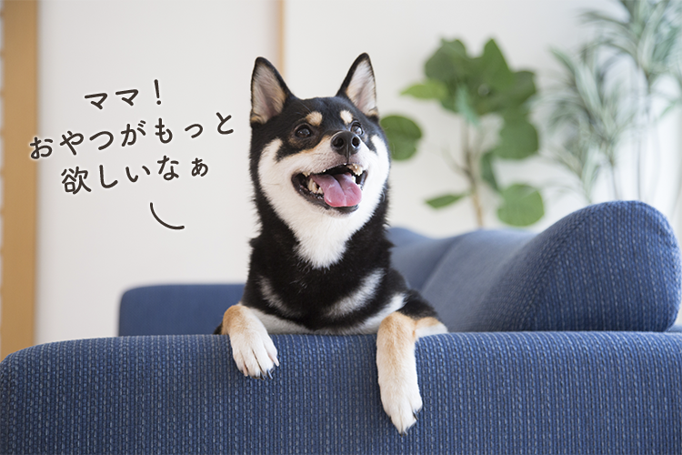 動物,犬,猫,しつけ,飼い方,育て方,病気,健康