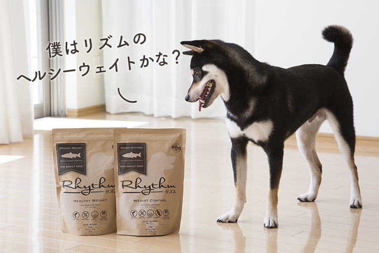 動物,犬,猫,しつけ,飼い方,育て方,病気,健康