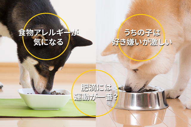 動物,犬,猫,しつけ,飼い方,育て方,病気,健康