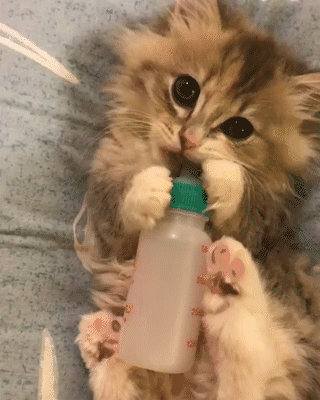 動物,犬,猫,しつけ,飼い方,育て方,病気,健康