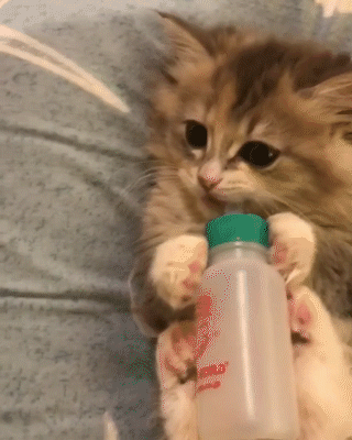 動物,犬,猫,しつけ,飼い方,育て方,病気,健康