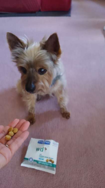動物,犬,猫,しつけ,飼い方,育て方,病気,健康