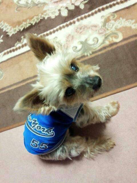 動物,犬,猫,しつけ,飼い方,育て方,病気,健康