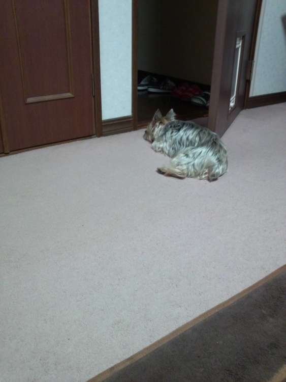 動物,犬,猫,しつけ,飼い方,育て方,病気,健康