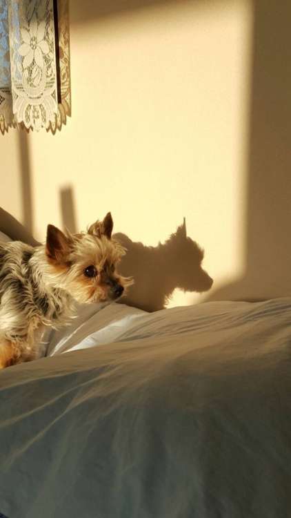 動物,犬,猫,しつけ,飼い方,育て方,病気,健康