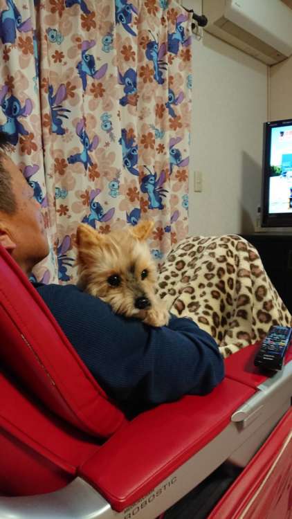 動物,犬,猫,しつけ,飼い方,育て方,病気,健康