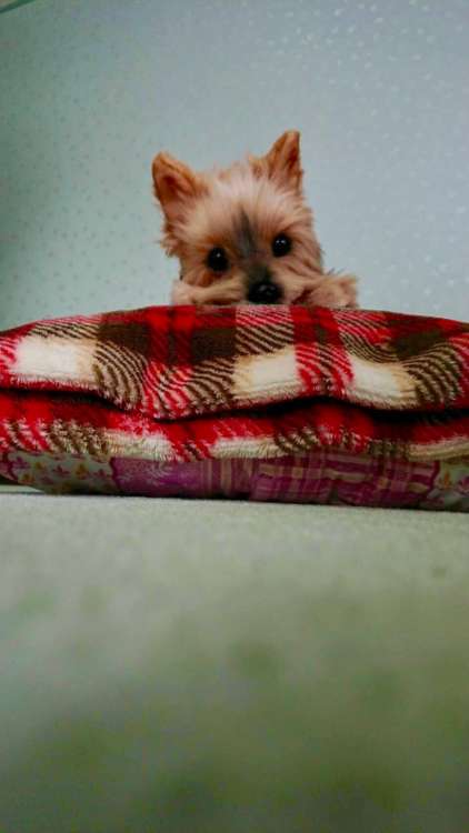 動物,犬,猫,しつけ,飼い方,育て方,病気,健康