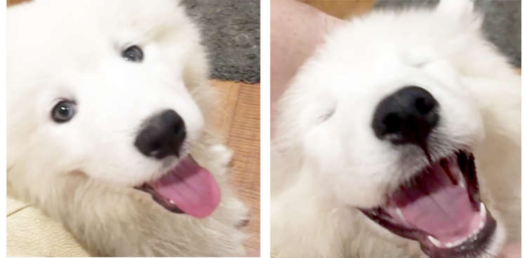 【あっという間にとろけ顔♡】 飼い主さんに撫でられたワンコの素直すぎるリアクションに、きゅん…♪