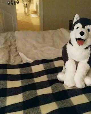動物,犬,猫,しつけ,飼い方,育て方,病気,健康