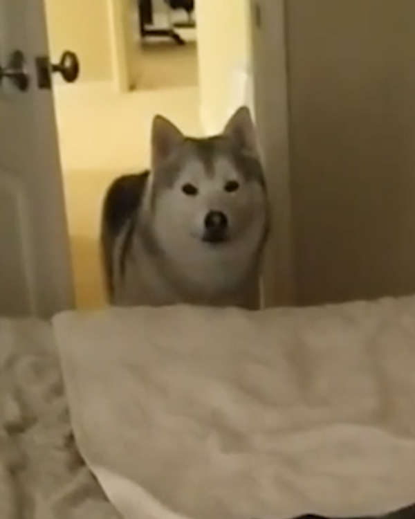 動物,犬,猫,しつけ,飼い方,育て方,病気,健康