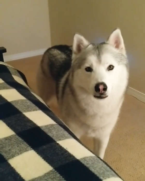 動物,犬,猫,しつけ,飼い方,育て方,病気,健康
