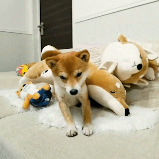 動物,犬,猫,しつけ,飼い方,育て方,病気,健康