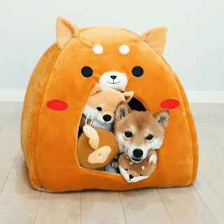 動物,犬,猫,しつけ,飼い方,育て方,病気,健康