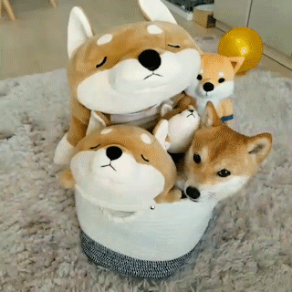 動物,犬,猫,しつけ,飼い方,育て方,病気,健康