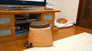 動物,犬,猫,しつけ,飼い方,育て方,病気,健康