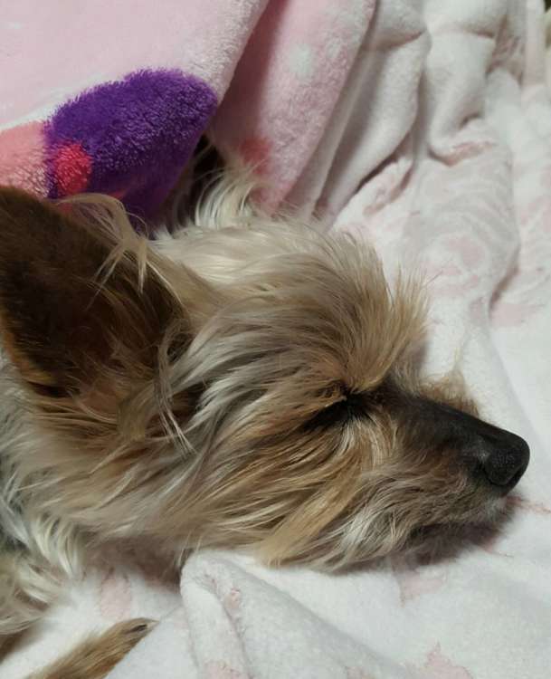 動物,犬,猫,しつけ,飼い方,育て方,病気,健康
