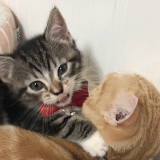 動物,犬,猫,しつけ,飼い方,育て方,病気,健康