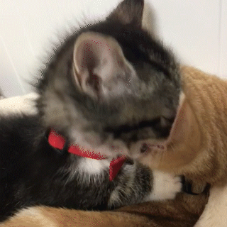動物,犬,猫,しつけ,飼い方,育て方,病気,健康