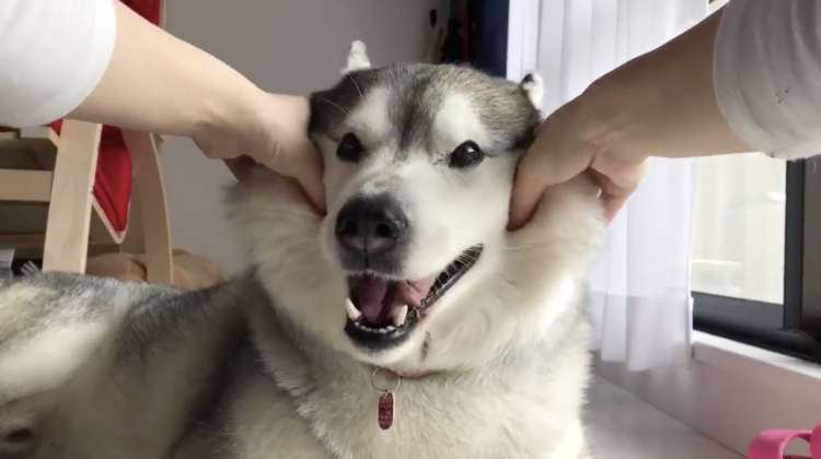 動物,犬,猫,しつけ,飼い方,育て方,病気,健康