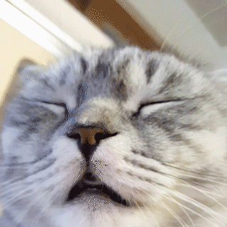 動物,犬,猫,しつけ,飼い方,育て方,病気,健康