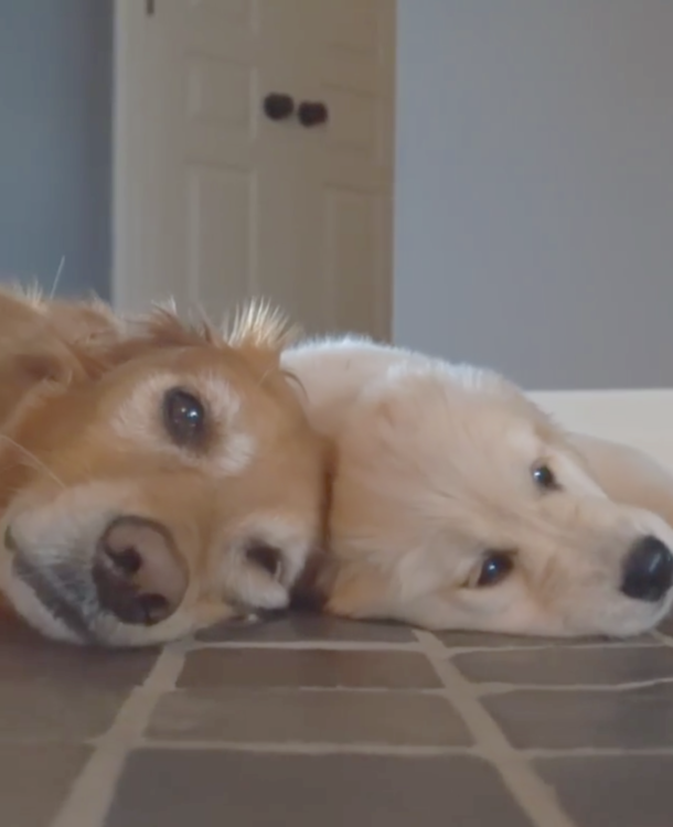 動物,犬,猫,しつけ,飼い方,育て方,病気,健康