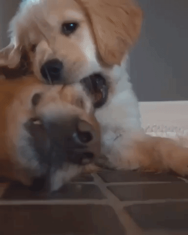 動物,犬,猫,しつけ,飼い方,育て方,病気,健康