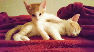 動物,犬,猫,しつけ,飼い方,育て方,病気,健康