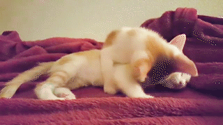 動物,犬,猫,しつけ,飼い方,育て方,病気,健康