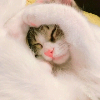 動物,犬,猫,しつけ,飼い方,育て方,病気,健康