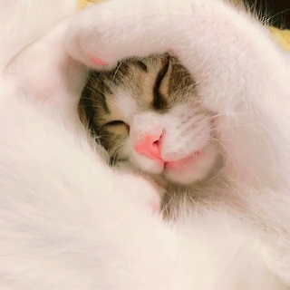 動物,犬,猫,しつけ,飼い方,育て方,病気,健康