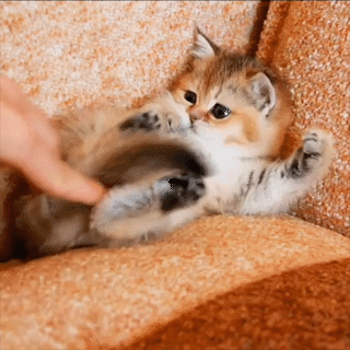 動物,犬,猫,しつけ,飼い方,育て方,病気,健康