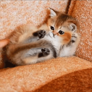 動物,犬,猫,しつけ,飼い方,育て方,病気,健康