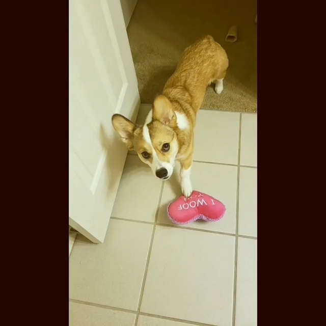 動物,犬,猫,しつけ,飼い方,育て方,病気,健康